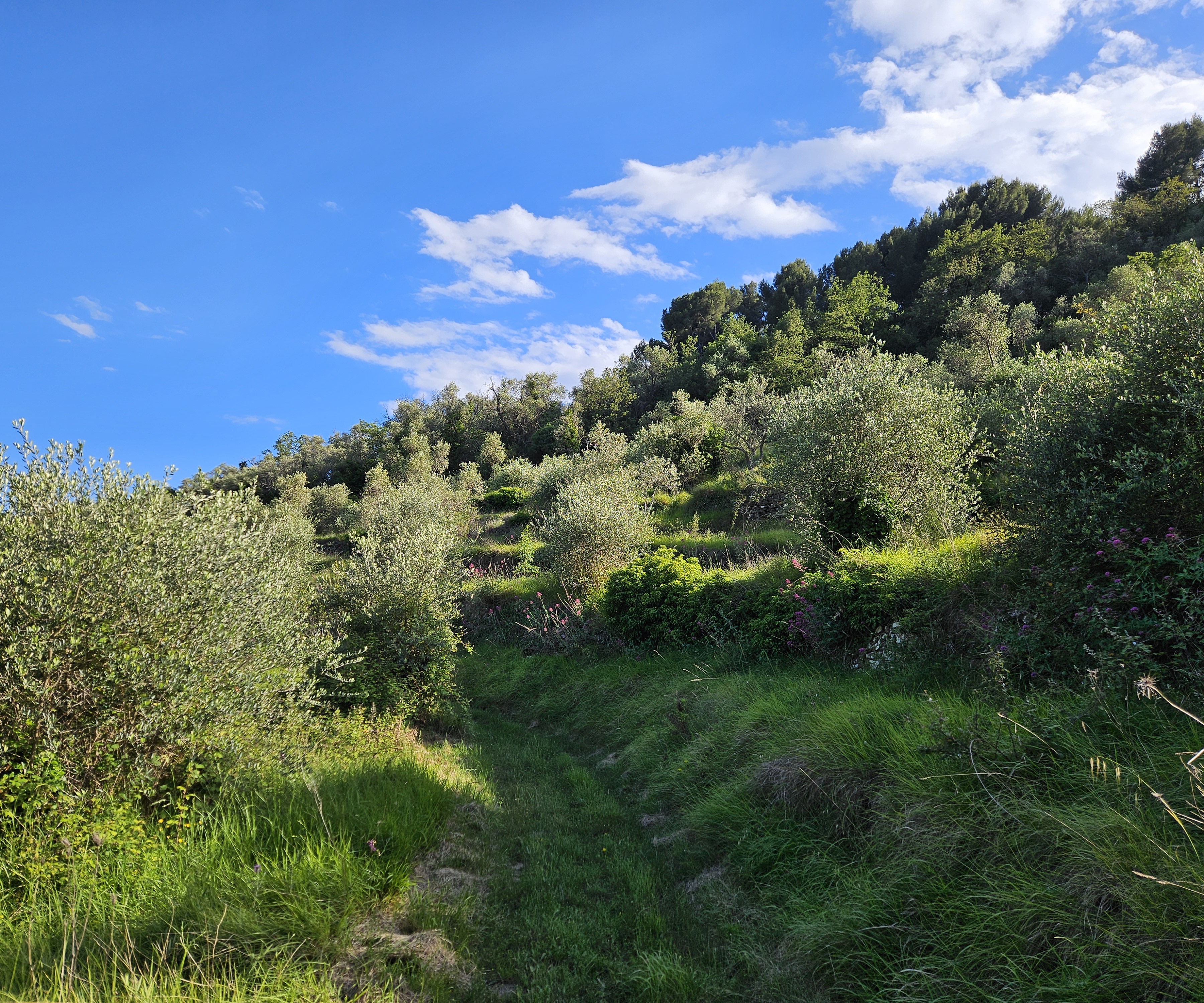 Path through the olive grove — open sky