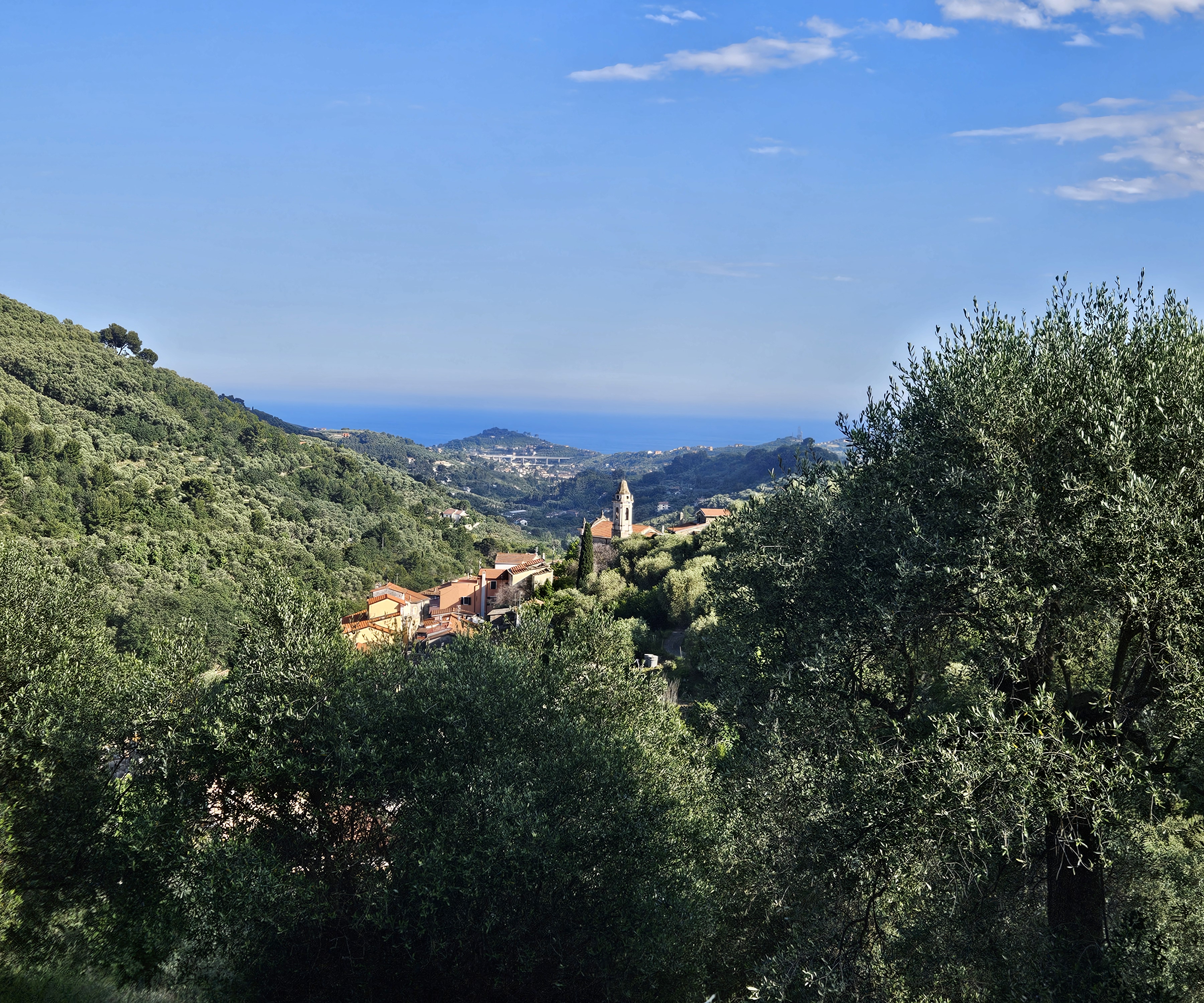 View of Moltedo from the olive grove