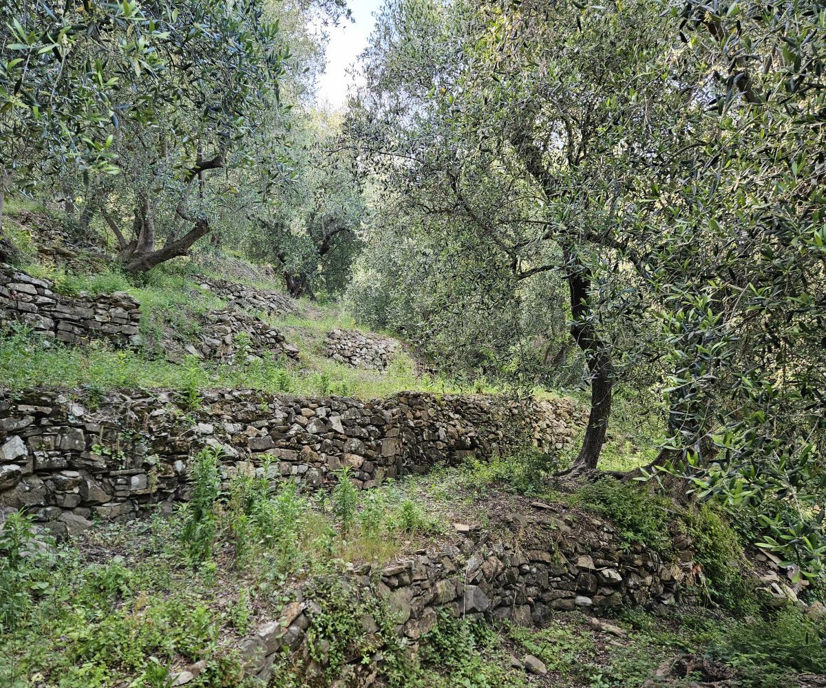 Terraces and dry-stone walls