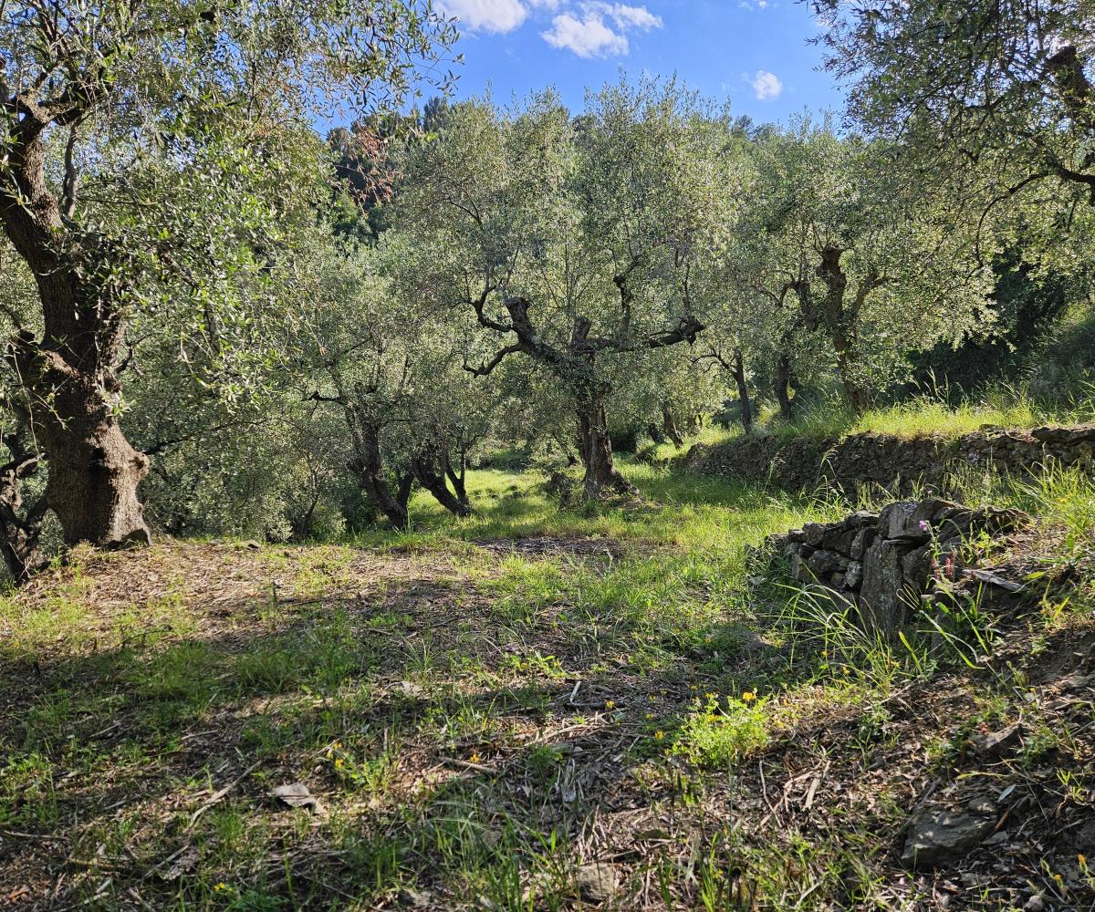 Century-old olive trees with gnarled trunks and warm light