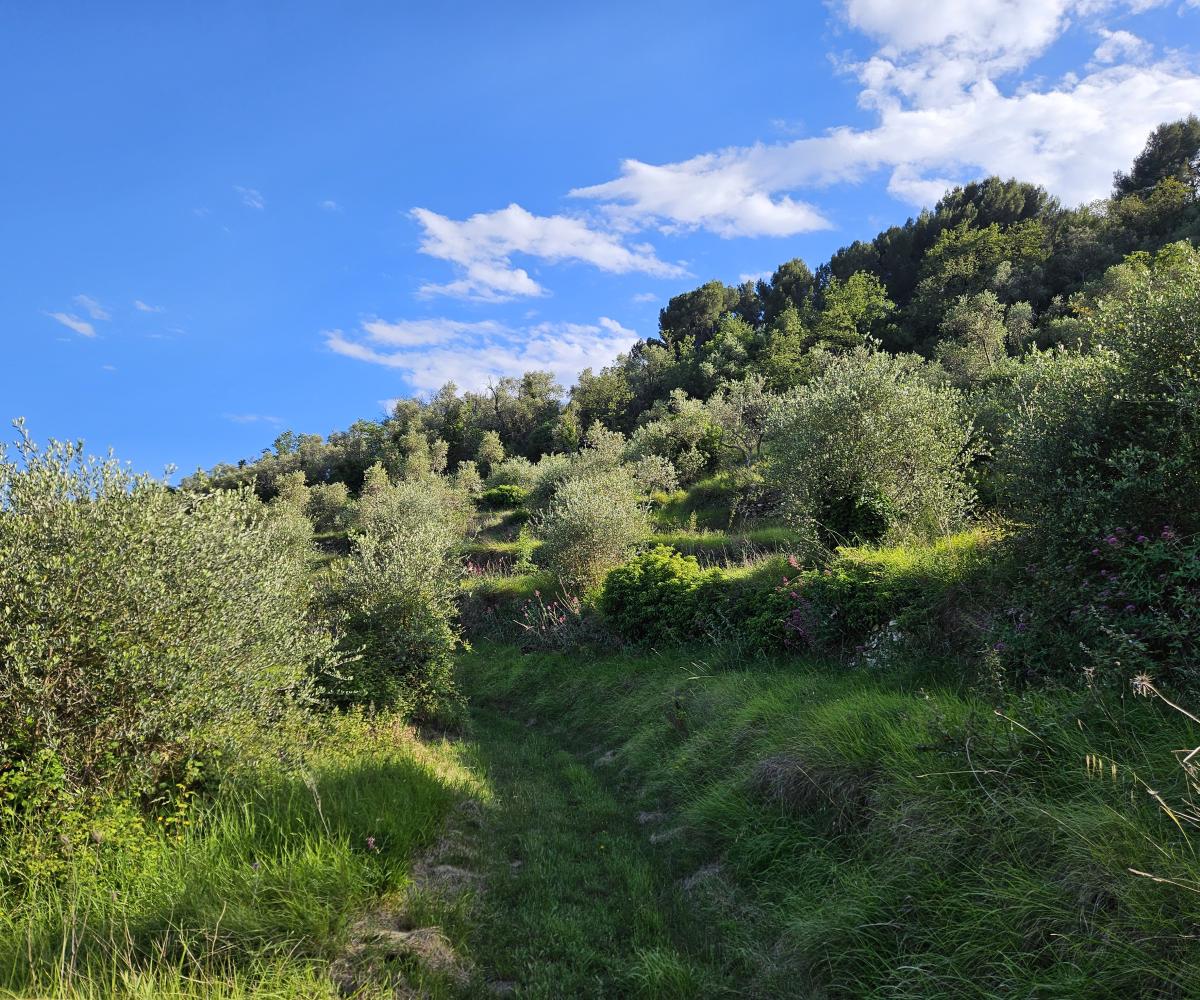 Path through the olive grove — open sky
