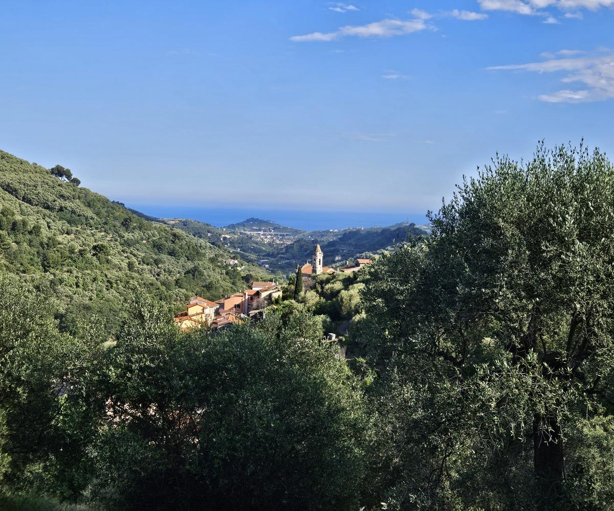 View of Moltedo from the olive grove